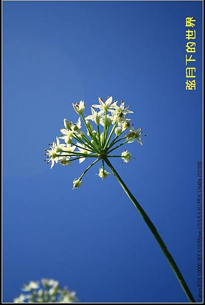 2013年大溪韭菜花2_04