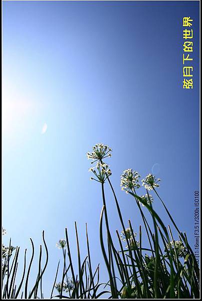 2013年大溪韭菜花2_06