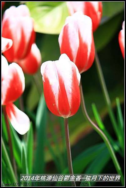 2014年桃源仙谷鬱金香_02