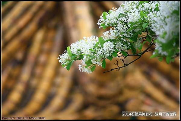 2014年石管局流蘇花_27