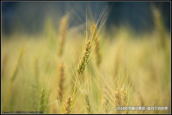 2014年平鎮小麥田_03