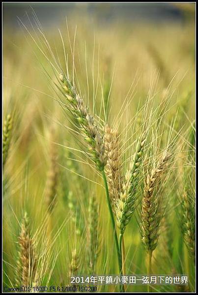2014年平鎮小麥田_04