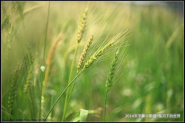 2014年平鎮小麥田_22