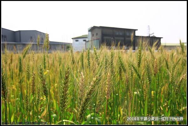 2014年平鎮小麥田_29