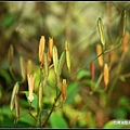 台灣油點草_6