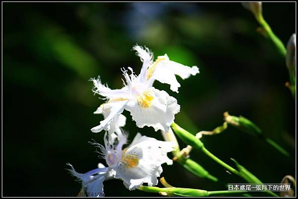 日本鳶尾_03