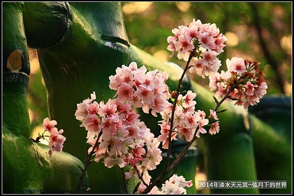 2014淡水天元宮賞櫻_37