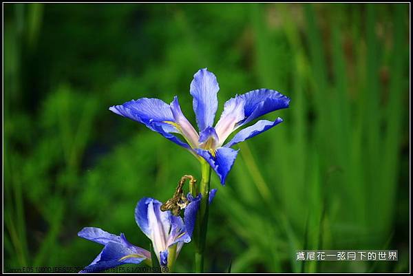 紫色鳶尾花_07