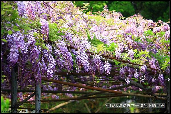 2014年紫藤花秘境_08