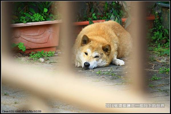 2014年紫藤花秘境_37