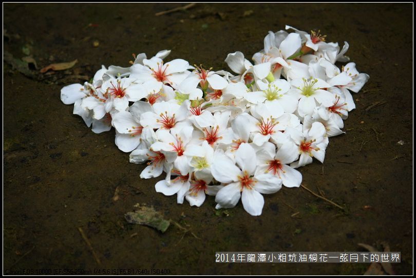 2014年龍潭小粗坑油桐花_14.jpg