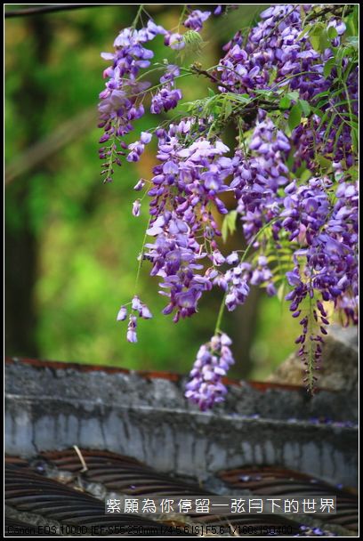 2014年紫藤花(3)_04