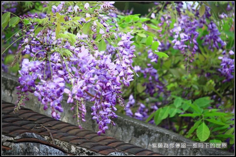 2014年紫藤花(3)_14