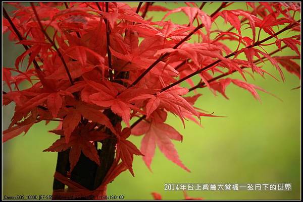 2014年台北奧萬大賞楓_13