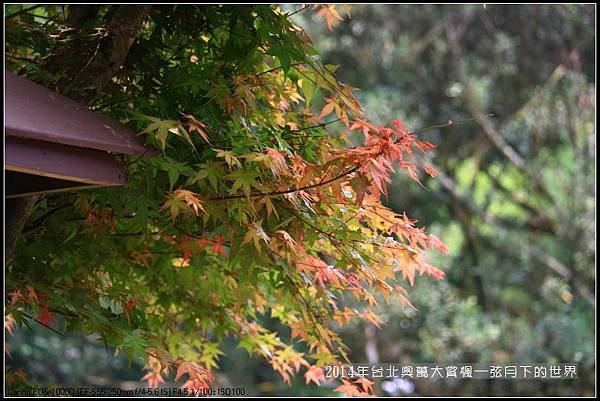 2014年台北奧萬大賞楓_18
