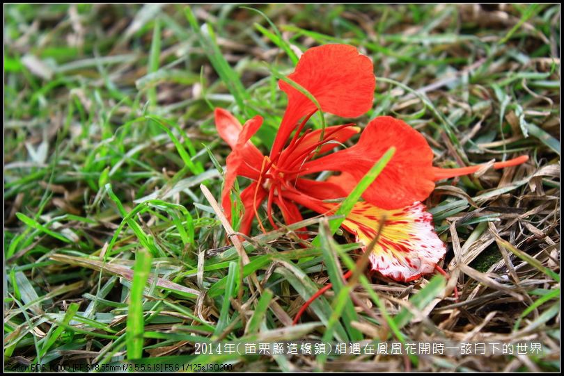 2014年苗栗縣造橋鎮~鳳凰花開的路口_03