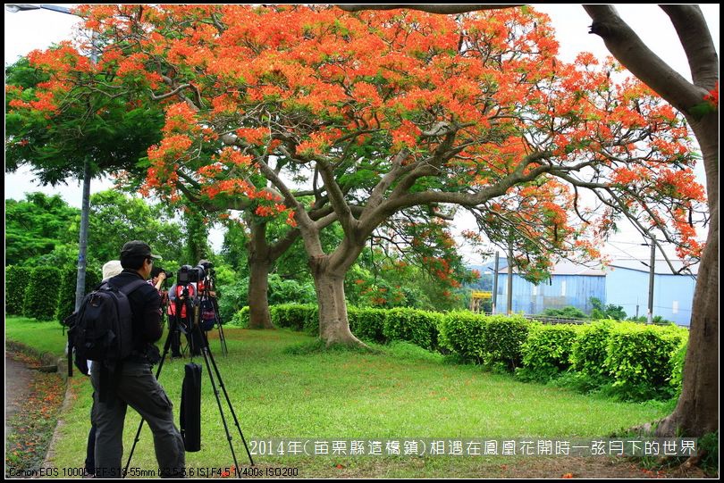 2014年苗栗縣造橋鎮~鳳凰花開的路口_04