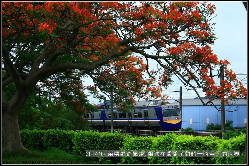 2014年苗栗縣造橋鎮~鳳凰花開的路口_07