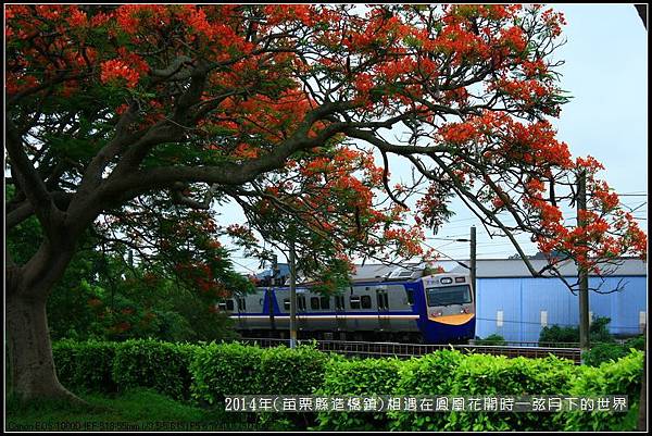 2014年苗栗縣造橋鎮~鳳凰花開的路口_07