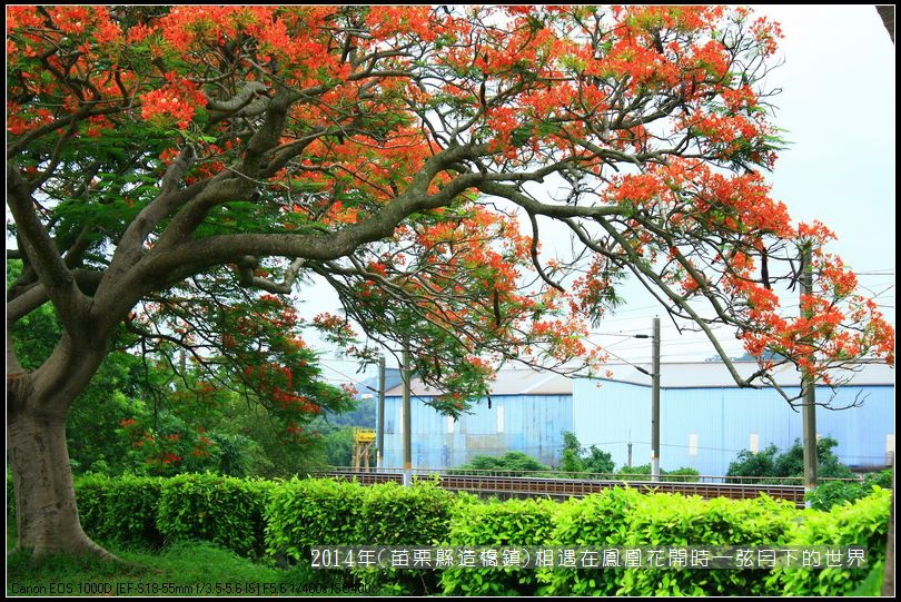 2014年苗栗縣造橋鎮~鳳凰花開的路口_06