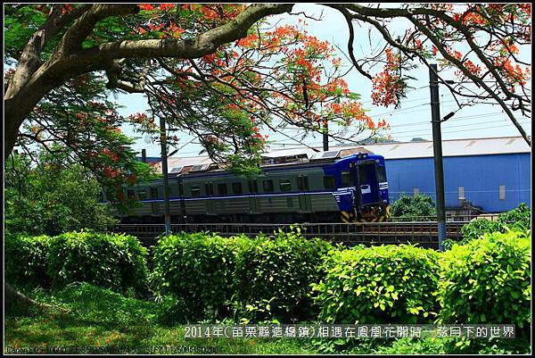 2014年苗栗縣造橋鎮~鳳凰花開的路口_10