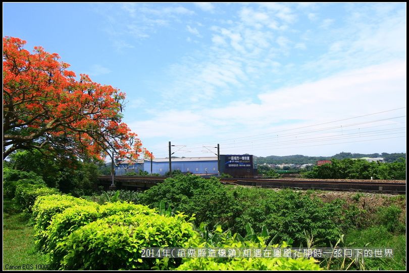 2014年苗栗縣造橋鎮~鳳凰花開的路口_14