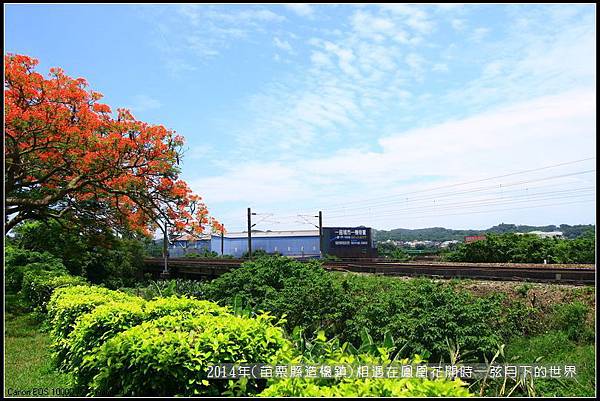 2014年苗栗縣造橋鎮~鳳凰花開的路口_14