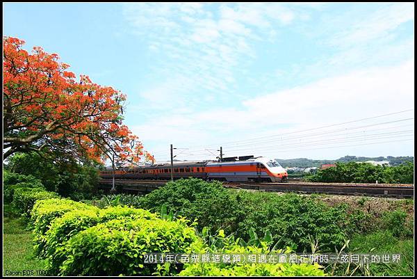 2014年苗栗縣造橋鎮~鳳凰花開的路口_16