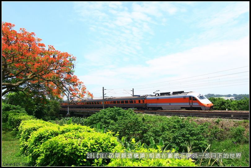 2014年苗栗縣造橋鎮~鳳凰花開的路口_17