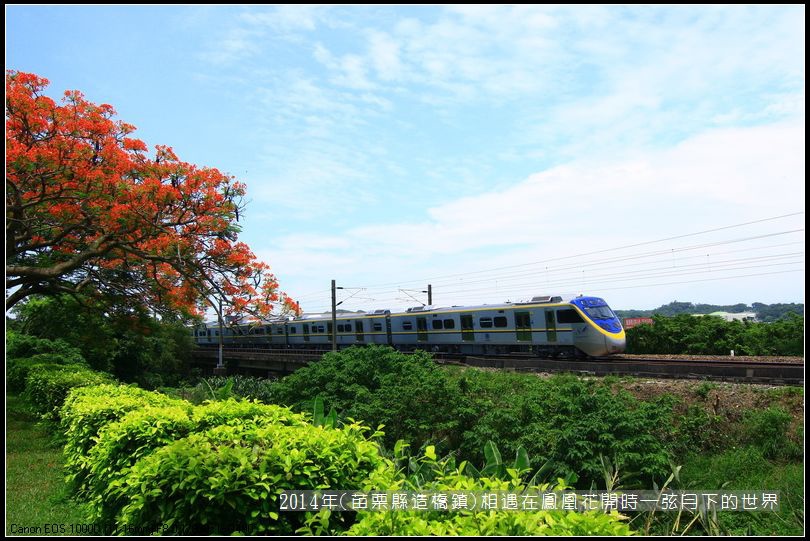 2014年苗栗縣造橋鎮~鳳凰花開的路口_18