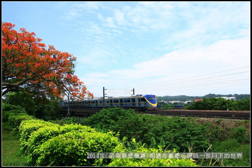 2014年苗栗縣造橋鎮~鳳凰花開的路口_19