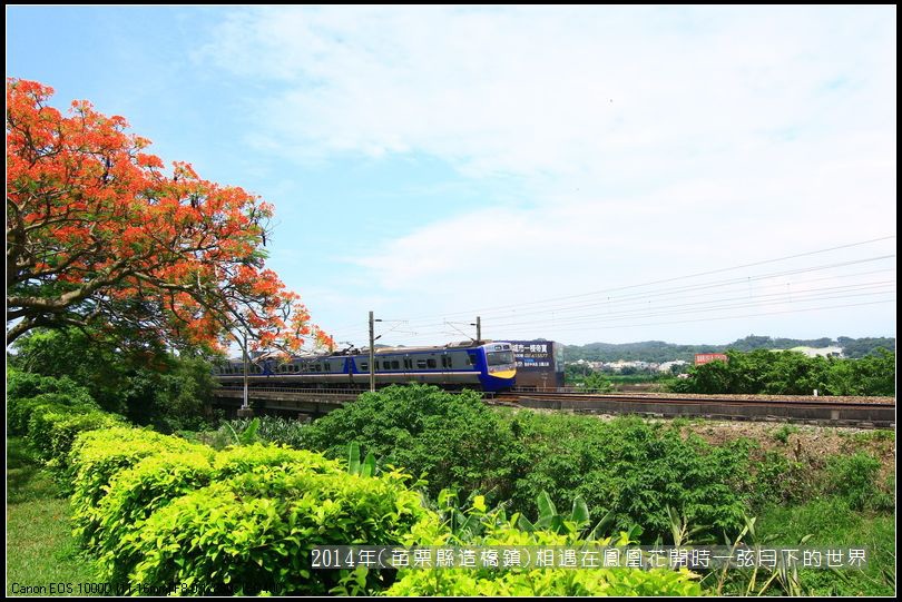 2014年苗栗縣造橋鎮~鳳凰花開的路口_21