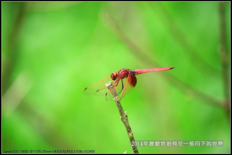 2014年鹿廚坑拍荷花_01