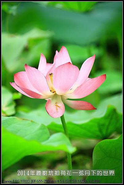2014年鹿廚坑拍荷花_13