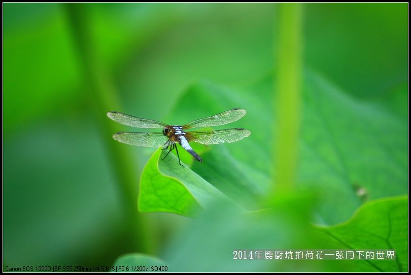 2014年鹿廚坑拍荷花_18