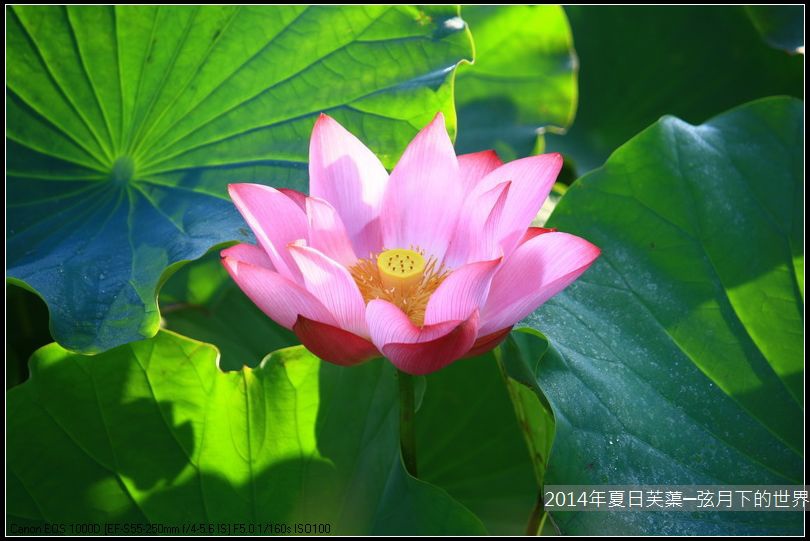 2014年夏日芙蕖_01