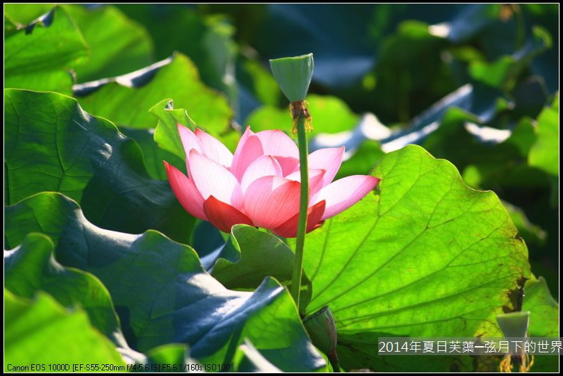 2014年夏日芙蕖_08