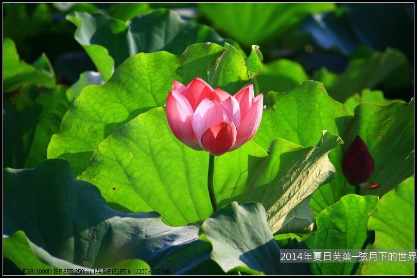 2014年夏日芙蕖_10