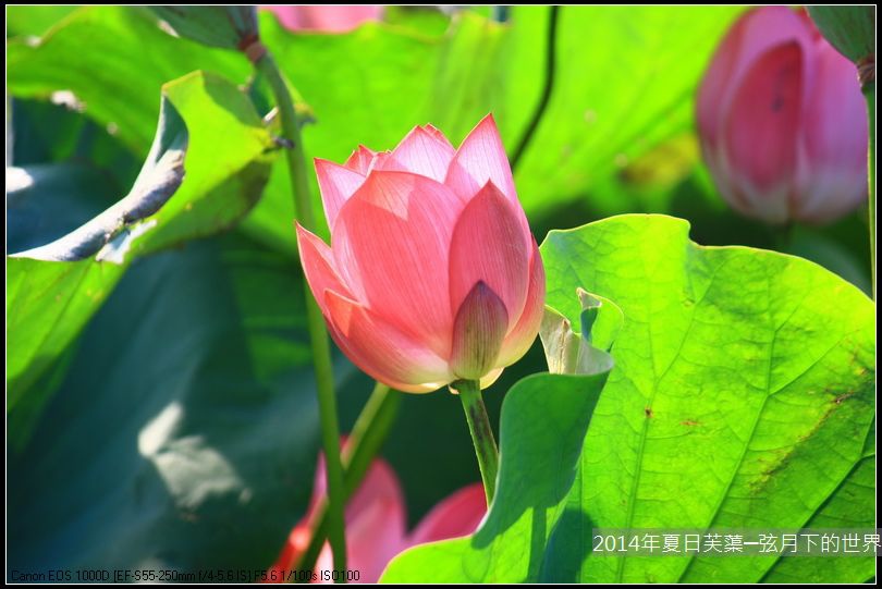 2014年夏日芙蕖_21