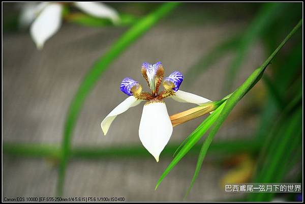 巴西鳶尾花_05.jpg