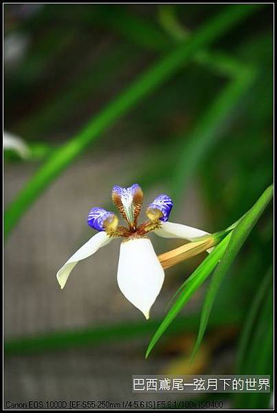 巴西鳶尾花_10.jpg