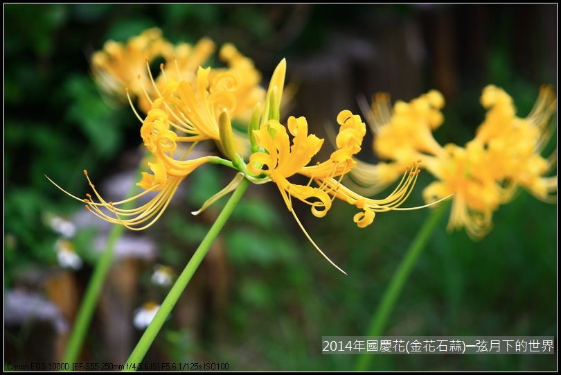 2014年國慶花(金花石蒜)_02