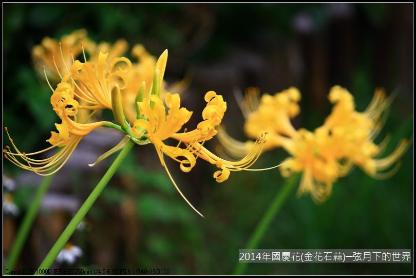 2014年國慶花(金花石蒜)_03