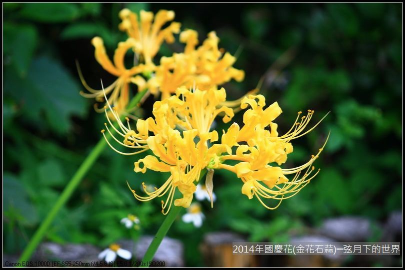 2014年國慶花(金花石蒜)_06