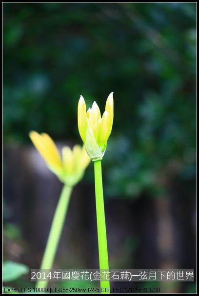 2014年國慶花(金花石蒜)_07