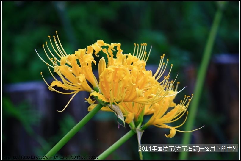 2014年國慶花(金花石蒜)_09