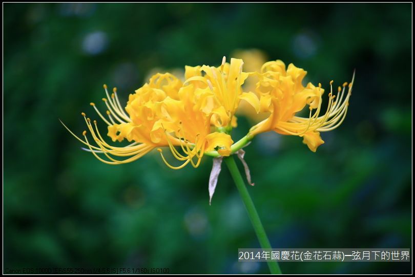 2014年國慶花(金花石蒜)_10