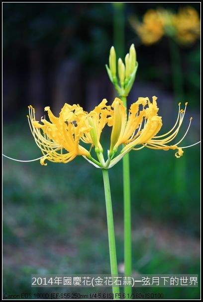 2014年國慶花(金花石蒜)_11