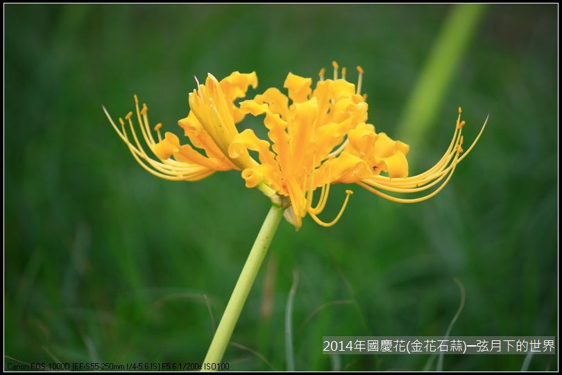 2014年國慶花(金花石蒜)_13