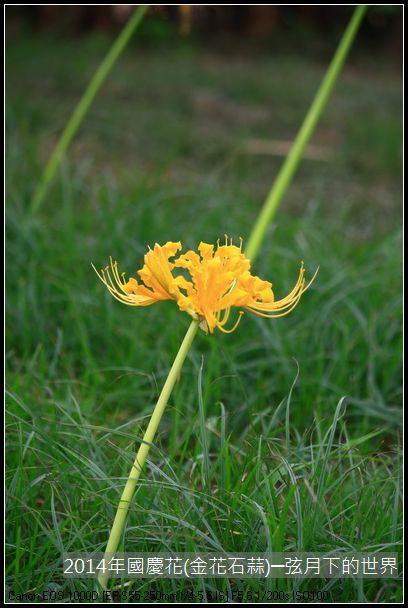 2014年國慶花(金花石蒜)_14